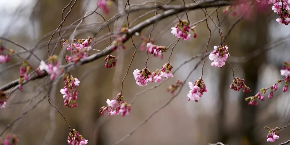 В пятницу в Латвии ожидается потепление до +13 градусов и облачная погода.