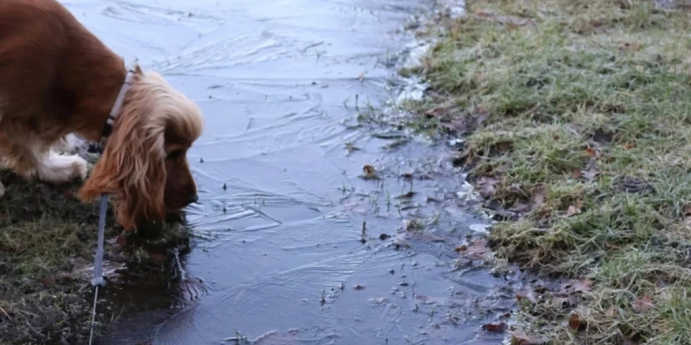 В пятницу в Латвии ожидаются солнце и туман, температура до +14 градусов