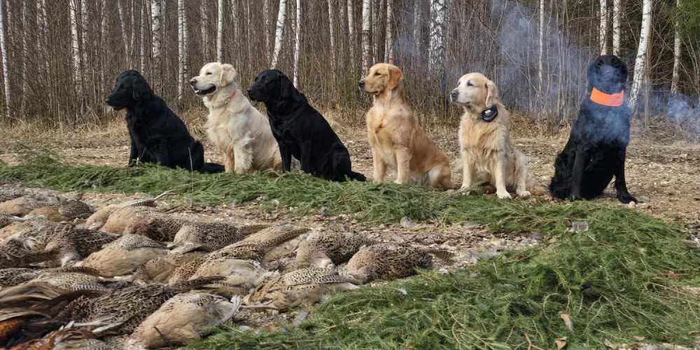 В Риге пройдет выставка охотничьих собак с демонстрацией их навыков