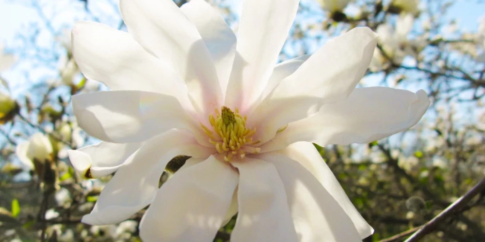 В Риге распустились магнолии в Ботаническом саду ЛУ