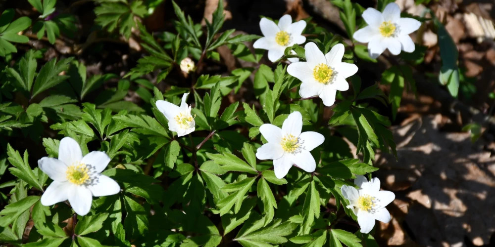 В Риге в среду ожидается температура до +18 градусов и легкий ветер