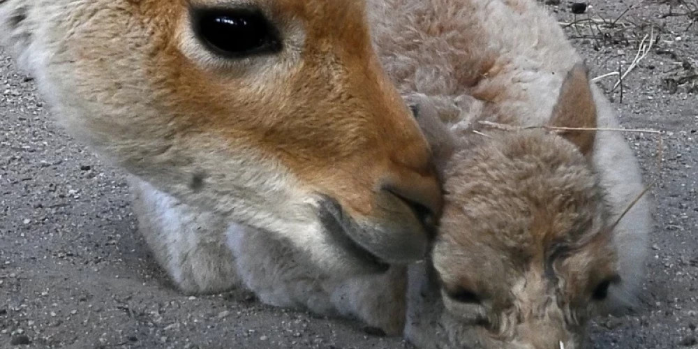 В Рижском зоопарке родился детеныш викуньи, что подтверждает программу сохранения вида