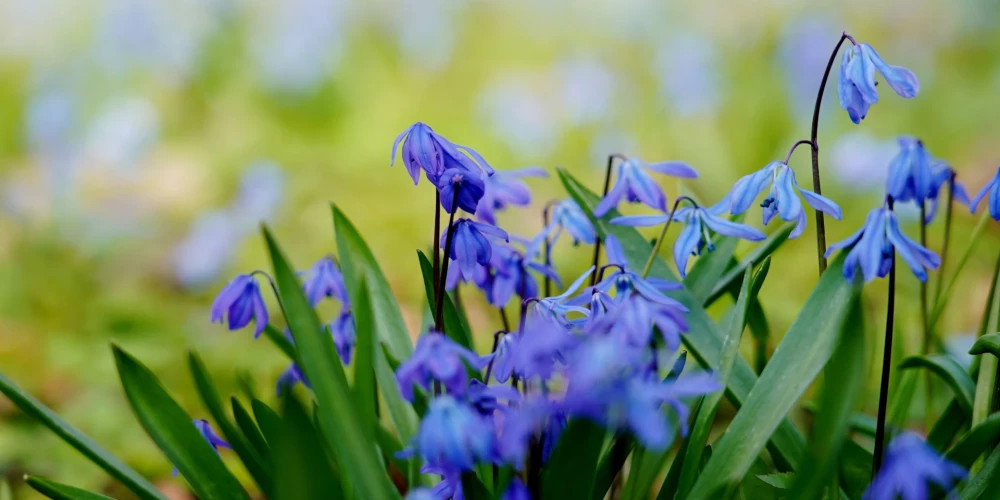 В среду в Латвии ожидается переменная облачность и без существенных осадков