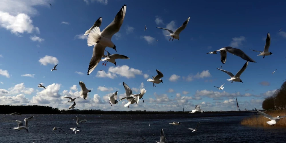 В среду в Латвии ожидается сухая погода и усиление ветра до 18 м/с