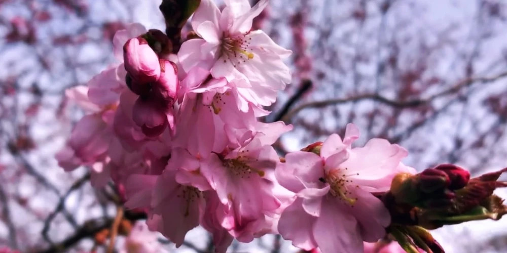 В субботу в Риге ожидается солнечная погода с температурой до +17 градусов