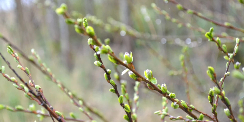 В субботу в Риге ожидаются облачные погодные условия и дождь