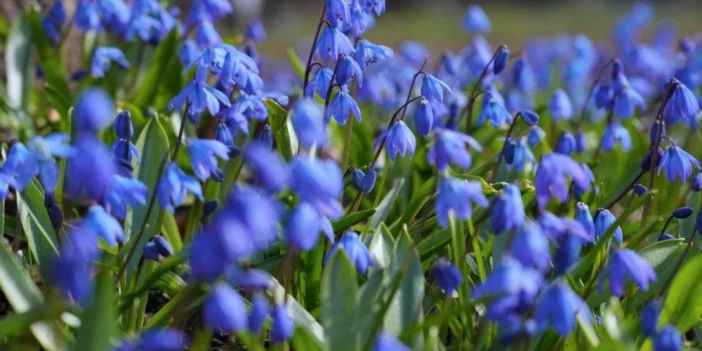 В воскресенье в Латвии ожидаются небольшие дожди и температура до +14 градусов
