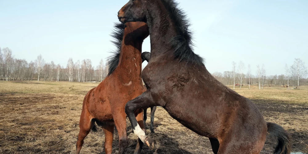 В выходные в Латвии ожидается сухая и солнечная погода с температурой до +18 градусов