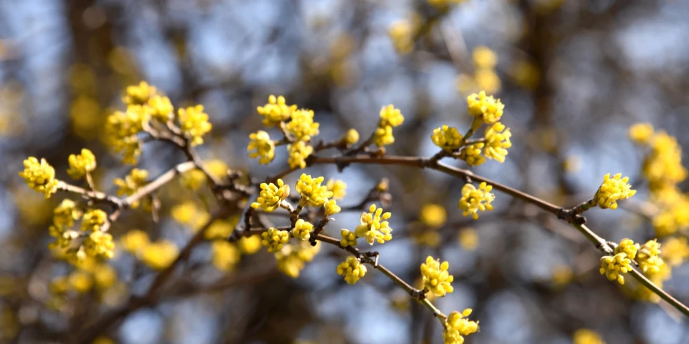Во вторник в Латвии ожидается повышение температуры до +16 градусов