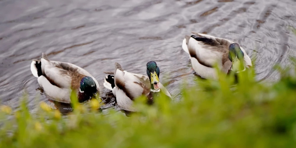 Во вторник в Риге ожидается солнечная погода и температура до +12 градусов