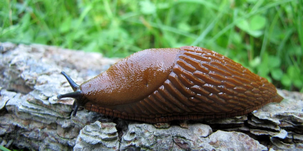 Жителей Сигулдского края призывают действовать для защиты урожая от испанских слизней