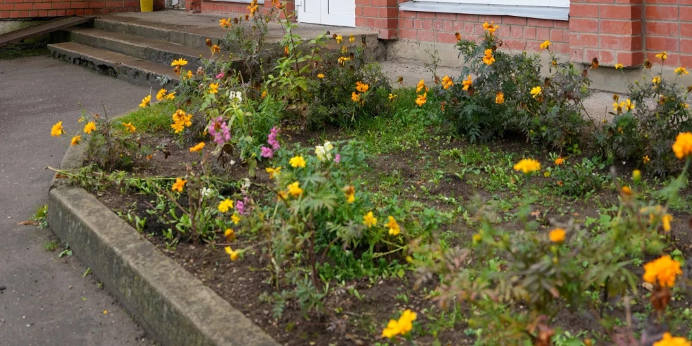 Жителям многоквартирных домов рекомендуют обрезать кусты перед посадкой цветов