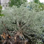 Старое дерево у Латвийской национальной оперы станет памятником природы в Риге