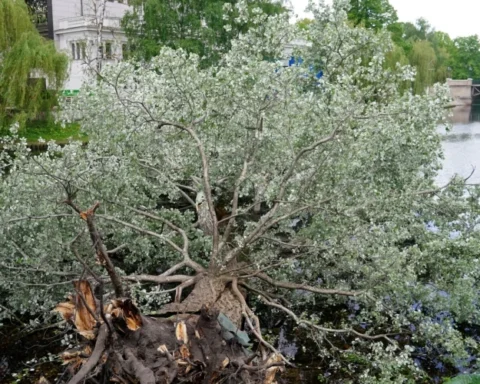 Старое дерево у Латвийской национальной оперы станет памятником природы в Риге