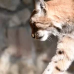 В Латвии молодые рыси чаще приближаются к людям в поисках новых территорий