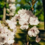 В Саулкрасты зацвели сакуры, пережившие первую зиму