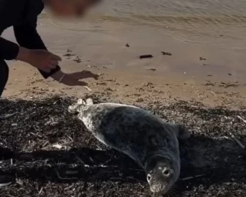 Женщина пыталась погладить детёныша морского котика в Юрмале