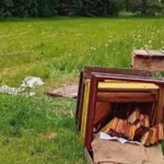 Медведь разрушил пасеку в Валмиерском крае, угрожая выживанию пчёл