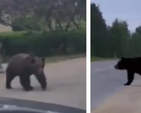 Медведя, заблудившегося в Екабпилсе, успешно вывели из города с перекрытием улиц