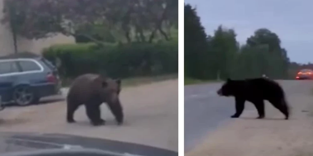 Медведя, заблудившегося в Екабпилсе, успешно вывели из города с перекрытием улиц