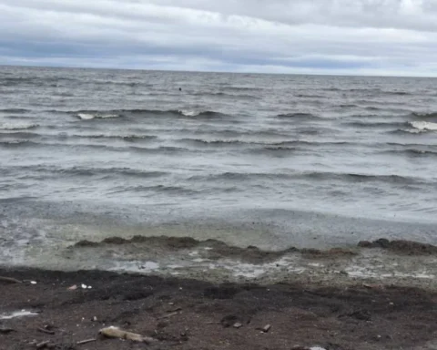 Ученые связывают рост водорослей в море с избытком питательных веществ