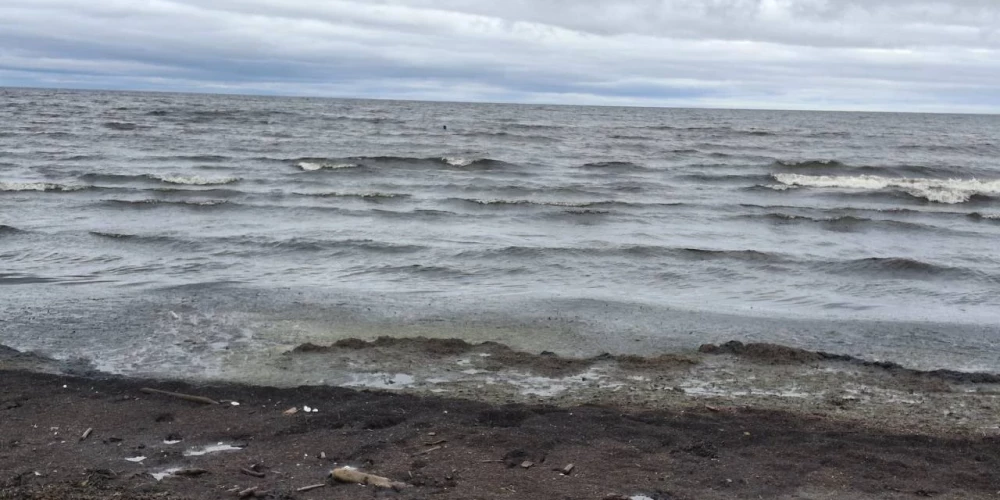 Ученые связывают рост водорослей в море с избытком питательных веществ