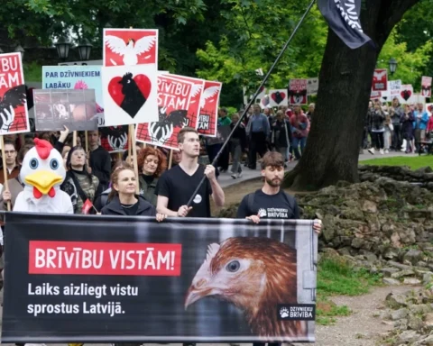 В Латвии подписан меморандум о благополучии кур-несушек и яиц