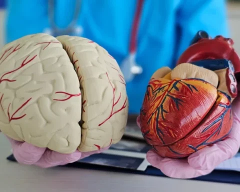 Связь между здоровьем сердца и мозга: специалисты предупреждают о рисках заболеваний