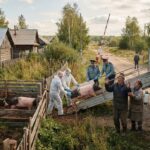 В Тюменской области изымают свиней на фоне закрытой информации о вспышке