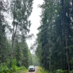 Государственная лесная служба Латвии разрешила вырубку проблемных лесонасаждений осины