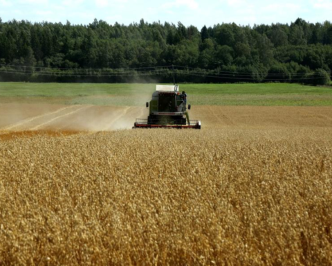 Индекс мировых цен на продовольствие увеличился на 0,6% из-за подорожания зерна и масел