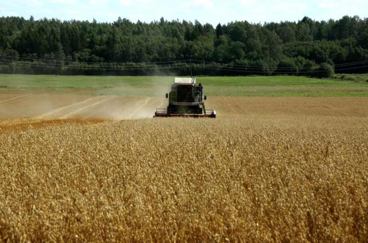 Индекс мировых цен на продовольствие увеличился на 0,6% из-за подорожания зерна и масел