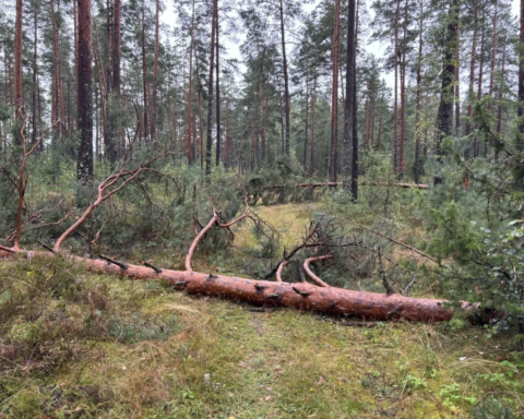 Жители Суниши организовали вечерние патрули из-за беспокойства о безопасности женщин в лесу