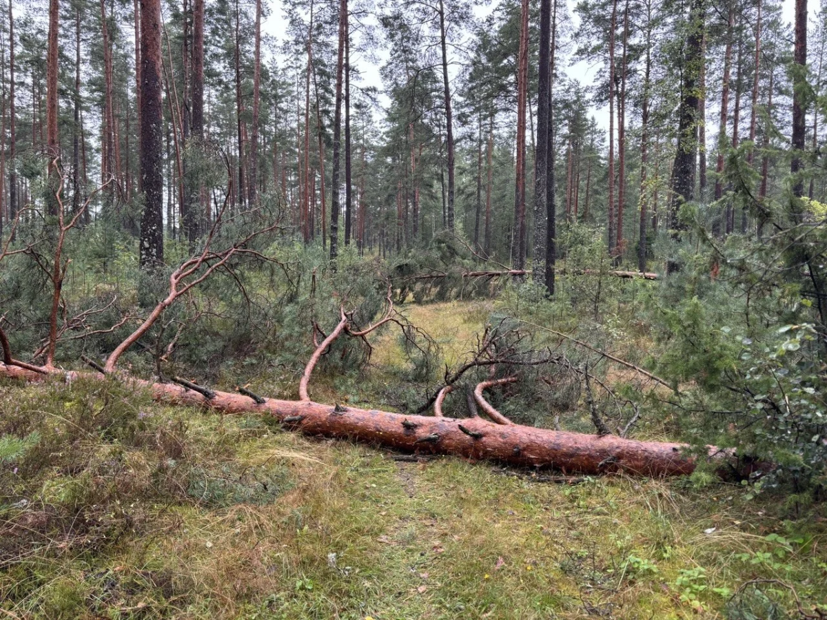 Жители Суниши организовали вечерние патрули из-за беспокойства о безопасности женщин в лесу